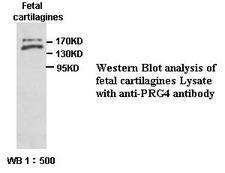 Proteoglycan 4 / Lubricin Antibody