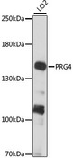 Proteoglycan 4 / Lubricin Antibody - Western blot analysis of extracts of LO2 cells, using PRG4 antibody at 1:1000 dilution. The secondary antibody used was an HRP Goat Anti-Rabbit IgG (H+L) at 1:10000 dilution. Lysates were loaded 25ug per lane and 3% nonfat dry milk in TBST was used for blocking. An ECL Kit was used for detection and the exposure time was 10s.