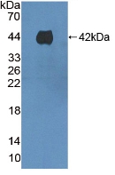 Prothrombin Fragment 1+2 Antibody - Western Blot; Sample: Recombinant F1+2, Mouse.