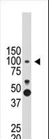 PROX1 Antibody - The anti-PROX1 antibody is used in Western blot to detect PROX1 in mouse brain tissue lysate.