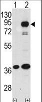 PROX1 Antibody - Western blot of PROX1 (arrow) using rabbit polyclonal PROX1 Antibody. 293 cell lysates (2 ug/lane) either nontransfected (Lane 1) or transiently transfected with the PROX1 gene (Lane 2) (Origene Technologies).