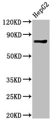PROX1 Antibody - Positive Western Blot detected in HepG2 whole cell lysate. All lanes: PROX1 antibody at 3 µg/ml Secondary Goat polyclonal to rabbit IgG at 1/50000 dilution. Predicted band size: 84 KDa. Observed band size: 84 KDa