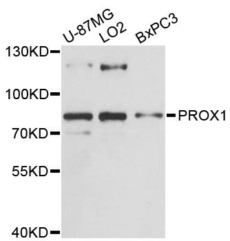 PROX1 Antibody - Western blot analysis of extracts of various cell lines, using PROX1 antibody at 1:3000 dilution. The secondary antibody used was an HRP Goat Anti-Rabbit IgG (H+L) at 1:10000 dilution. Lysates were loaded 25ug per lane and 3% nonfat dry milk in TBST was used for blocking. An ECL Kit was used for detection and the exposure time was 90s.