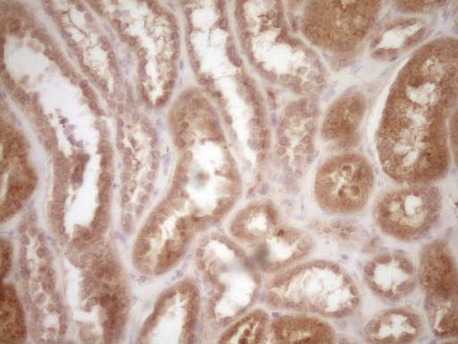 PROZ / Protein Z Antibody - Immunohistochemical staining of paraffin-embedded Human Kidney tissue within the normal limits using anti-PROZ mouse monoclonal antibody. (Heat-induced epitope retrieval by 1 mM EDTA in 10mM Tris, pH8.5, 120C for 3min,