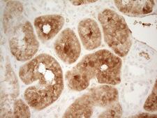 PROZ / Protein Z Antibody - Immunohistochemical staining of paraffin-embedded Human Kidney tissue within the normal limits using anti-PROZ mouse monoclonal antibody. (Heat-induced epitope retrieval by 1 mM EDTA in 10mM Tris, pH8.5, 120C for 3min,