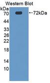 PROZ / Protein Z Antibody - Western blot of PROZ / Protein Z antibody.