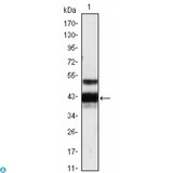 PROZ / Protein Z Antibody - Western Blot (WB) analysis using Protein Z Monoclonal Antibody against human plasma (1).