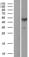 PROZ / Protein Z Protein - Western validation with an anti-DDK antibody * L: Control HEK293 lysate R: Over-expression lysate