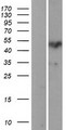 PROZ / Protein Z Protein - Western validation with an anti-DDK antibody * L: Control HEK293 lysate R: Over-expression lysate