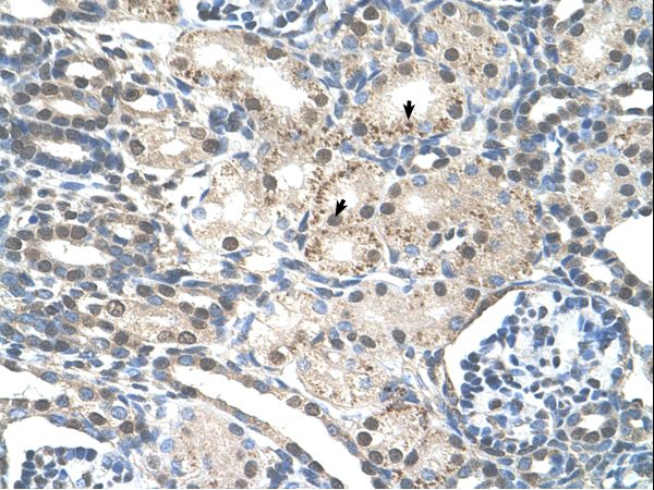 PRPF19 / PRP19 Antibody - PRPF19 antibody ARP43158_T100-NP_055317-PRPF19(PRP19/PSO4 pre-mRNA processing factor 19 homolog (S. cerevisiae)) Antibody was used in IHC to stain formalin-fixed, paraffin-embedded human kidney.  This image was taken for the unconjugated form of this product. Other forms have not been tested.