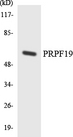 PRPF19 / PRP19 Antibody - Western blot analysis of the lysates from HT-29 cells using PRPF19 antibody.