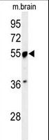 PRPF19 / PRP19 Antibody - Western blot of PRPF19 Antibody in mouse brain tissue lysates (35 ug/lane). PRPF19 (arrow) was detected using the purified antibody.