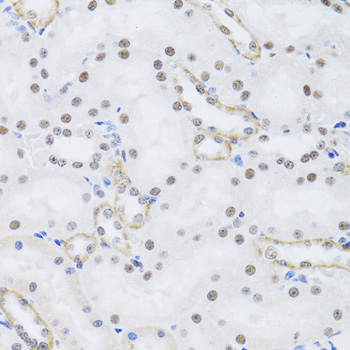 PRPF19 / PRP19 Antibody - Immunohistochemistry of paraffin-embedded rat kidney tissue.