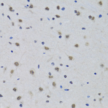 PRPF19 / PRP19 Antibody - Immunohistochemistry of paraffin-embedded mouse brain tissue.