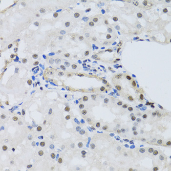 PRPF19 / PRP19 Antibody - Immunohistochemistry of paraffin-embedded mouse kidney tissue.