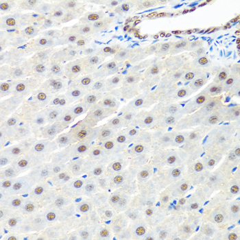 PRPF19 / PRP19 Antibody - Immunohistochemistry of paraffin-embedded rat liver using PRPF19 antibody at dilution of 1:100 (40x lens).