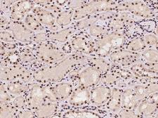 PRPF19 / PRP19 Antibody - Immunochemical staining of human PRPF19 in human kidney with rabbit polyclonal antibody at 1:100 dilution, formalin-fixed paraffin embedded sections.