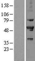 PRPF19 / PRP19 Protein - Western validation with an anti-DDK antibody * L: Control HEK293 lysate R: Over-expression lysate