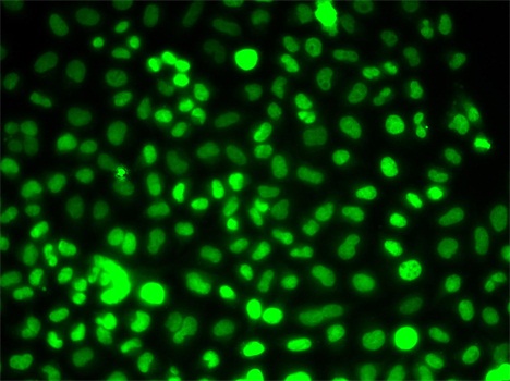 PRPF3 Antibody - Immunofluorescence analysis of U2OS cells.
