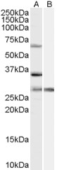 PRPF31 Antibody - Antibody (1 ug/ml) staining of HeLa cell lysate (35 ug protein in RIPA buffer) with (B) and without (A) blocking with the immunizing peptide. Primary incubation was 1 hour. Detected by chemiluminescence.