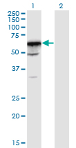 PRPF31 Antibody - Western blot of PRPF31 expression in transfected 293T cell line by PRPF31 monoclonal antibody (M02), clone 8E1.