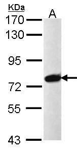 PRPF39 Antibody - Sample (30 ug of whole cell lysate). A: Raji. 7.5% SDS PAGE. PRPF39 antibody diluted at 1:1000.