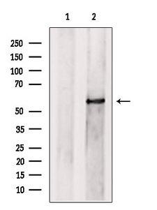 PRPF4 Antibody