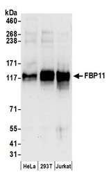 PRPF40A / FNBP3 Antibody - Detection of human FBP11 by western blot. Samples: Whole cell lysate (50 µg) from HeLa, HEK293T, and Jurkat cells prepared using NETN lysis buffer. Antibodies: Affinity purified rabbit anti-FBP11 antibody used for WB at 0.1 µg/ml. Detection: Chemiluminescence with an exposure time of 10 seconds.