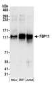 PRPF40A / FNBP3 Antibody - Detection of human FBP11 by western blot. Samples: Whole cell lysate (50 µg) from HeLa, HEK293T, and Jurkat cells prepared using NETN lysis buffer. Antibodies: Affinity purified rabbit anti-FBP11 antibody used for WB at 0.1 µg/ml. Detection: Chemiluminescence with an exposure time of 10 seconds.