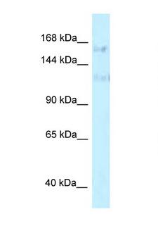 PRPF40A / FNBP3 Antibody - PRPF40A antibody Western blot of HepG2 Cell lysate. Antibody concentration 1 ug/ml.  This image was taken for the unconjugated form of this product. Other forms have not been tested.