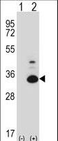 PRPK / TP53RK Antibody - Western blot of Tp53rk (arrow) using rabbit polyclonal Mouse Tp53rk Antibody. 293 cell lysates (2 ug/lane) either nontransfected (Lane 1) or transiently transfected (Lane 2) with the Tp53rk gene.