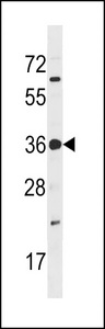 PRPK / TP53RK Antibody - PRPK Antibody (V235) western blot of U937 cell line lysates (35 ug/lane). The PRPK antibody detected the PRPK protein (arrow).