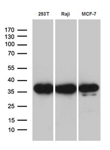 PRPS1L1 Antibody - Western blot analysis of extracts. (35ug) from 3 different cell lines by using anti-PRPS1L1 monoclonal antibody. (1:500)