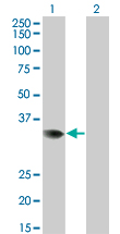 PRPS2 Antibody - Western Blot analysis of PRPS2 expression in transfected 293T cell line by PRPS2 monoclonal antibody (M02), clone 4C1.Lane 1: PRPS2 transfected lysate(34.8 KDa).Lane 2: Non-transfected lysate.