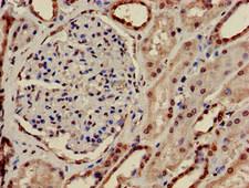 PRPS2 Antibody - Immunohistochemistry of paraffin-embedded human kidney tissue at dilution of 1:100