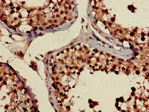 PRPS2 Antibody - Immunohistochemistry of paraffin-embedded human testis tissue at dilution of 1:100