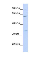 PRPS2 Antibody - PRPS2 antibody Western blot of 721_B cell lysate. This image was taken for the unconjugated form of this product. Other forms have not been tested.