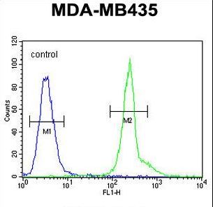 PRPSAP1 Antibody - KPRA Antibody flow cytometry of MDA-MB435 cells (right histogram) compared to a negative control cell (left histogram). FITC-conjugated goat-anti-rabbit secondary antibodies were used for the analysis.