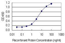 PRPSAP1 Antibody - Detection limit for recombinant GST tagged PRPSAP1 is 0.1 ng/ml as a capture antibody.