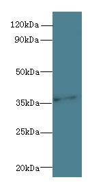 PRPSAP1 Antibody - Western blot. All lanes: PRPSAP1 antibody at 4 ug/ml+ HeLa whole cell lysate Goat polyclonal to rabbit at 1:10000 dilution. Predicted band size: 39 kDa. Observed band size: 39 kDa.