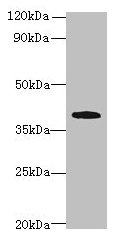 PRPSAP1 Antibody - Western blot All lanes: PRPSAP1 antibody at 4µg/ml + Hela whole cell lysate Secondary Goat polyclonal to rabbit IgG at 1/10000 dilution Predicted band size: 40, 43 kDa Observed band size: 40 kDa