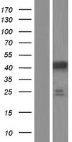 PRPSAP1 Protein - Western validation with an anti-DDK antibody * L: Control HEK293 lysate R: Over-expression lysate