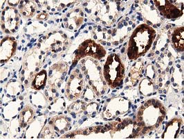 PRPSAP2 Antibody - Immunohistochemical staining of paraffin-embedded Human Kidney tissue using anti-PRPSAP2 mouse monoclonal antibody.