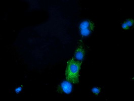 PRPSAP2 Antibody - Anti-PRPSAP2 mouse monoclonal antibody  immunofluorescent staining of COS7 cells transiently transfected by pCMV6-ENTRY PRPSAP2.