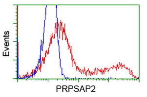 PRPSAP2 Antibody - HEK293T cells transfected with either overexpress plasmid (Red) or empty vector control plasmid (Blue) were immunostained by anti-PRPSAP2 antibody, and then analyzed by flow cytometry.