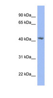 PRPSAP2 Antibody - PRPSAP2 antibody Western blot of HepG2 cell lysate. This image was taken for the unconjugated form of this product. Other forms have not been tested.