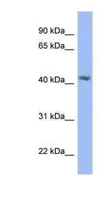 PRPSAP2 Antibody - PRPSAP2 antibody Western blot of HepG2 cell lysate. This image was taken for the unconjugated form of this product. Other forms have not been tested.