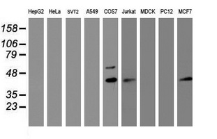 PRR11 Antibody - Western blot of extracts (35ug) from 9 different cell lines by using anti-PRR11 monoclonal antibody (HepG2: human; HeLa: human; SVT2: mouse; A549: human; COS7: monkey; Jurkat: human; MDCK: canine; PC12: rat; MCF7: human).