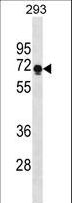 PRR14 Antibody - PRR14 Antibody western blot of 293 cell line lysates (35 ug/lane). The PRR14 antibody detected the PRR14 protein (arrow).