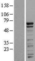PRR14 Protein - Western validation with an anti-DDK antibody * L: Control HEK293 lysate R: Over-expression lysate
